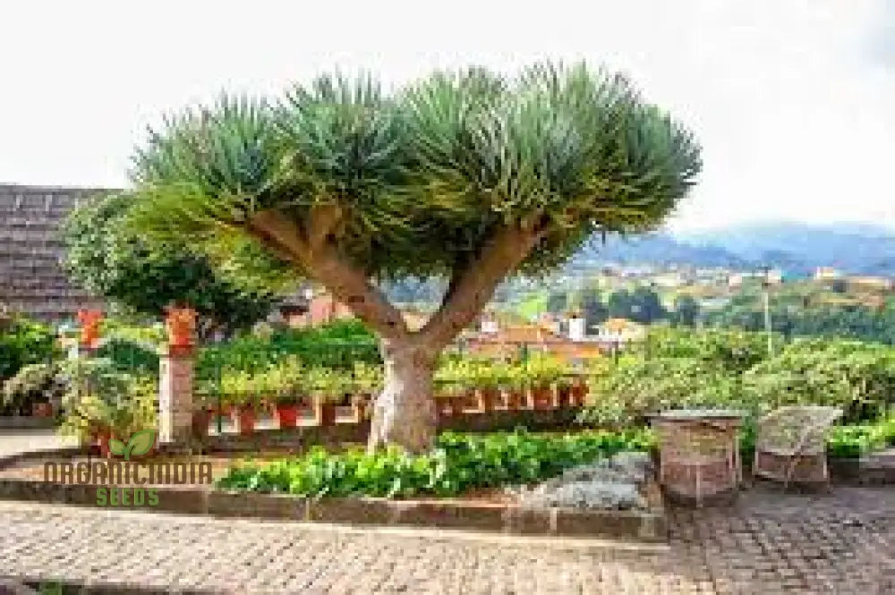 Dracaena Draco Planting Seeds Unlocking The Secrets Of Growth In Gardening And