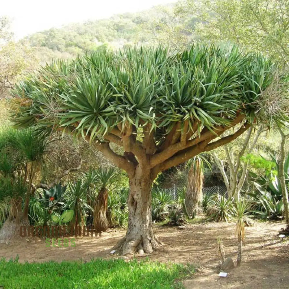 Dracaena Draco Planting Seeds Unlocking The Secrets Of Growth In Gardening And