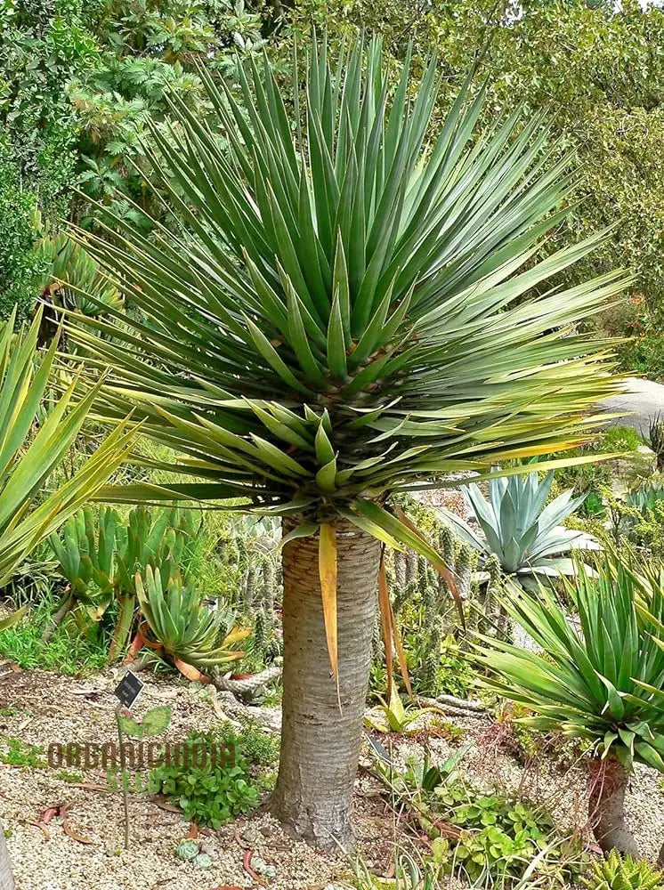 Dracaena Draco Planting Seeds Unlocking The Secrets Of Growth In Gardening And