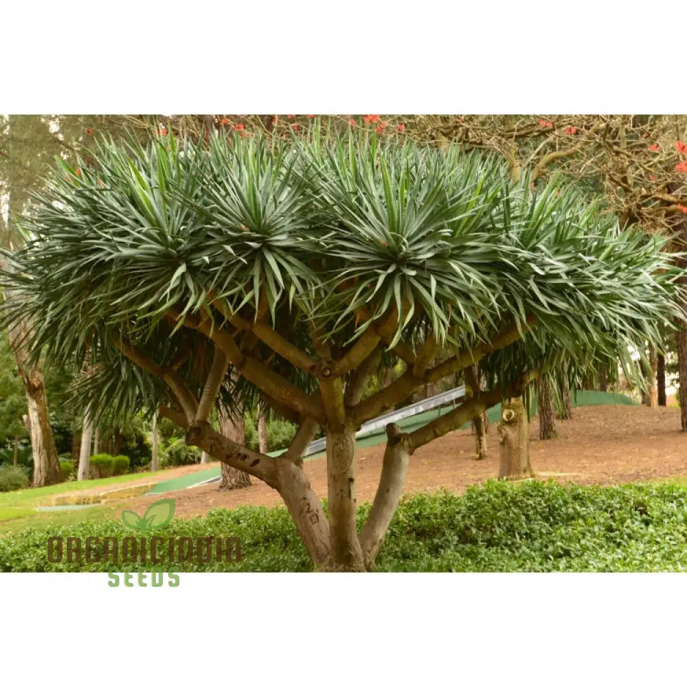 Dracaena Draco Planting Seeds Unlocking The Secrets Of Growth In Gardening And