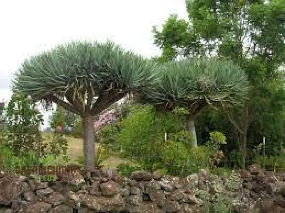 Dragon Blood Tree Seeds For Exotic Gardening Enthusiasts - Grow Your Own Botanical Wonder