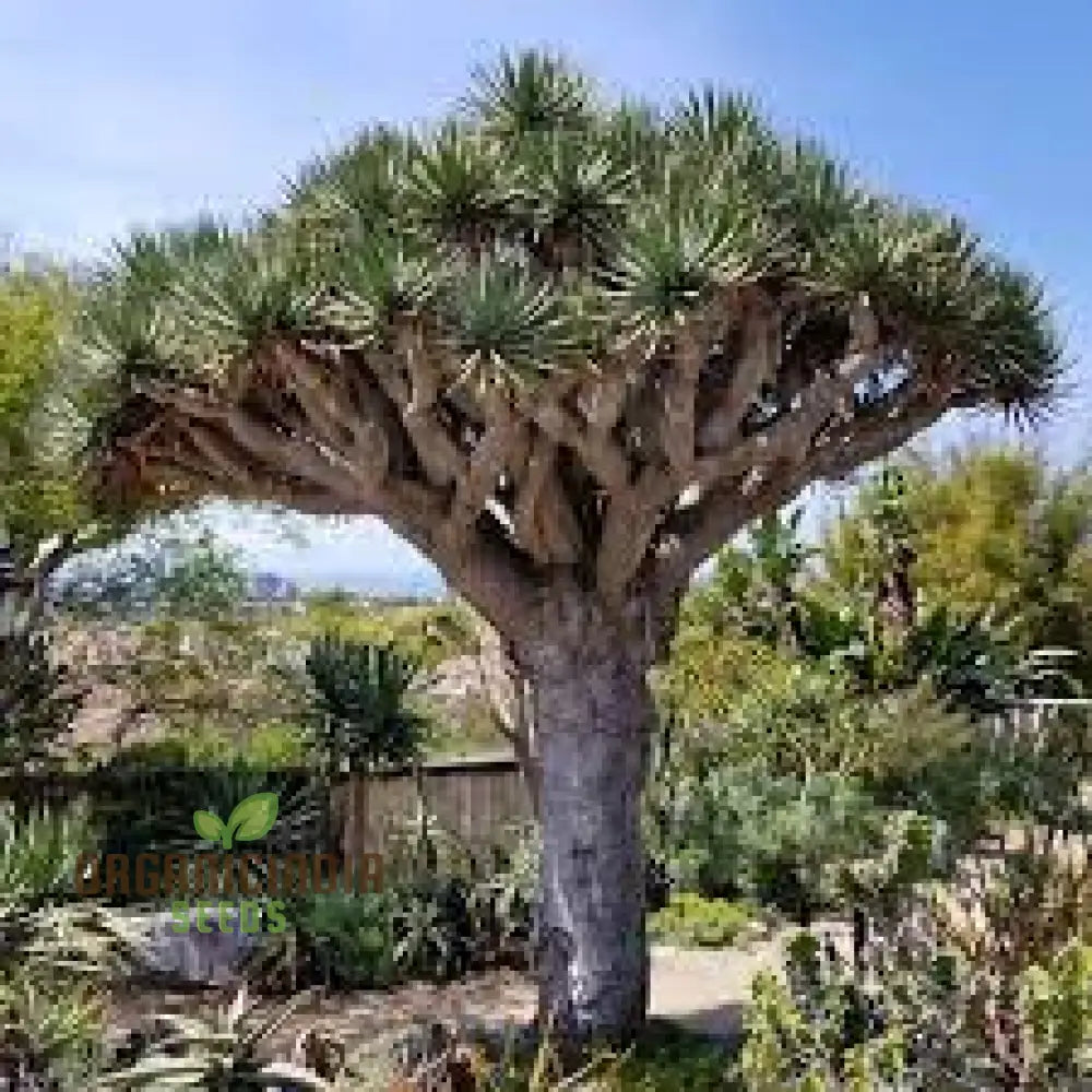 Dragon Blood Tree Seeds For Exotic Gardening Enthusiasts - Grow Your Own Botanical Wonder