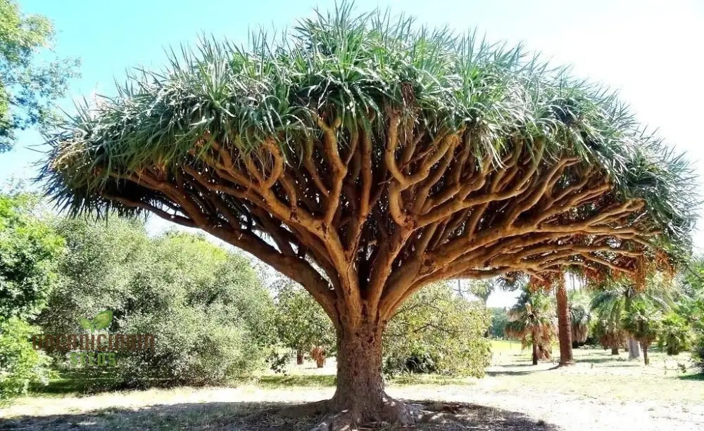 Dragon Blood Tree Seeds For Exotic Gardening Enthusiasts - Grow Your Own Botanical Wonder