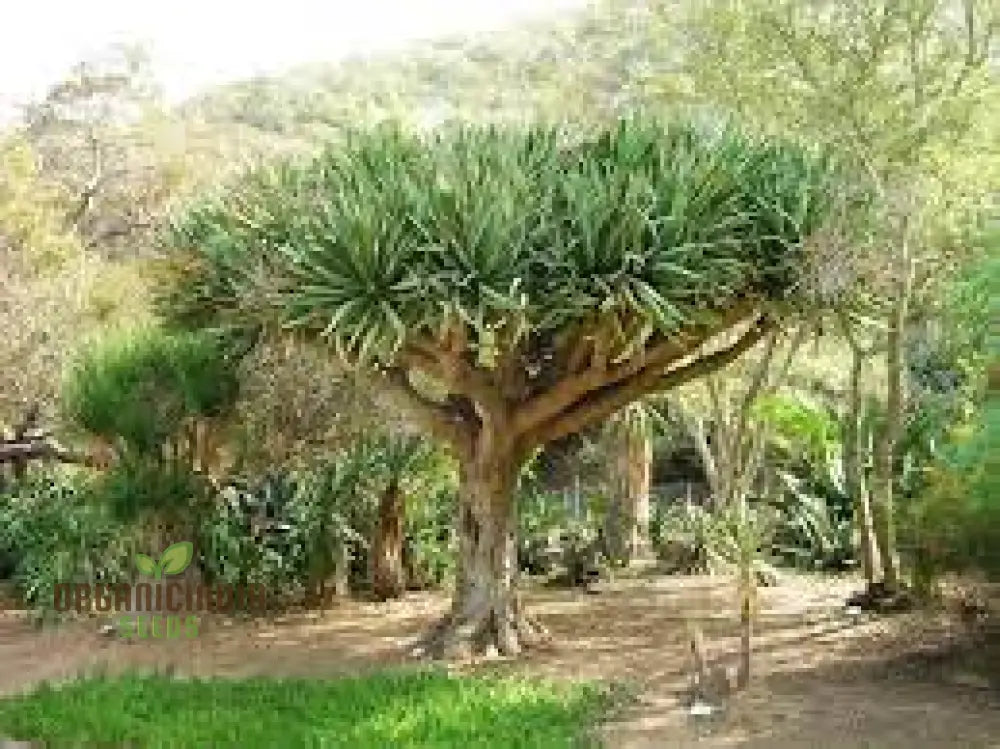 Dragon Blood Tree Seeds For Exotic Gardening Enthusiasts - Grow Your Own Botanical Wonder