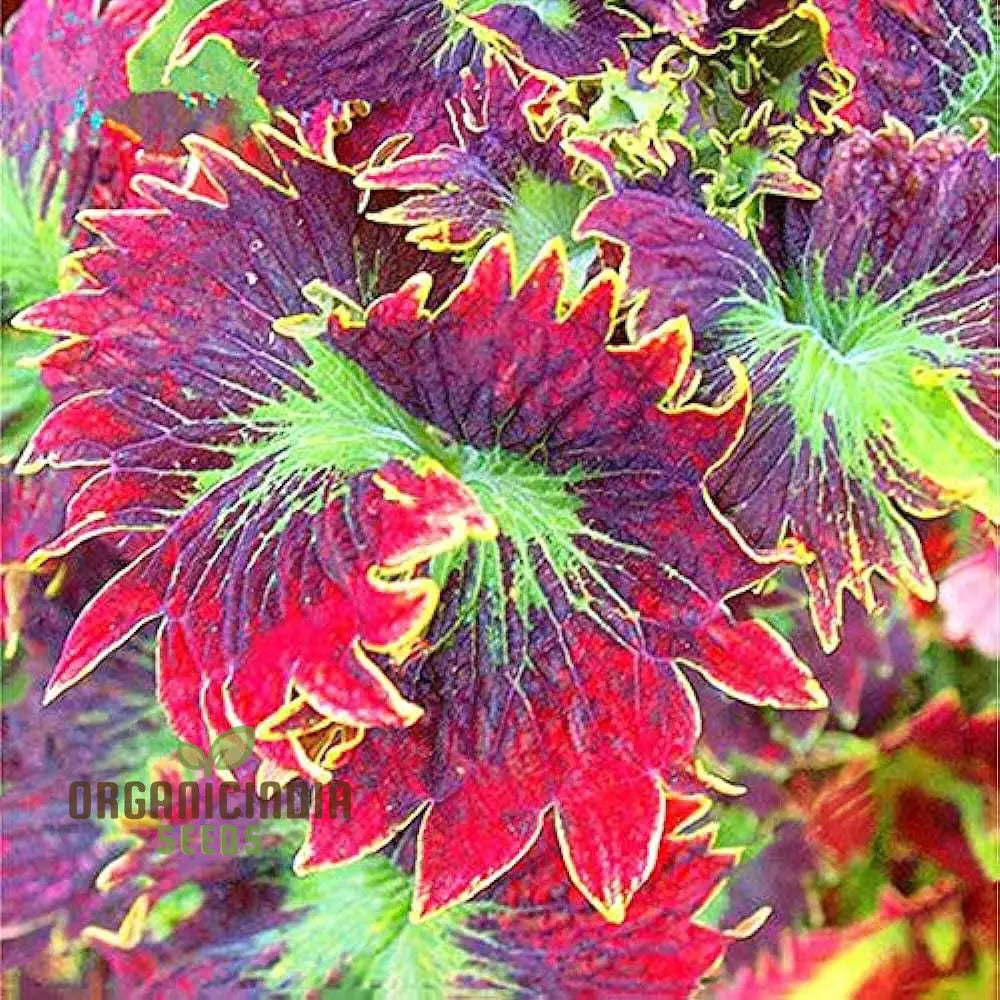 Dragon Coleus Plant Seeds Blue Vibrant Blue Foliage Easy To Grow Unique Leaf Patterns (100Pcs)