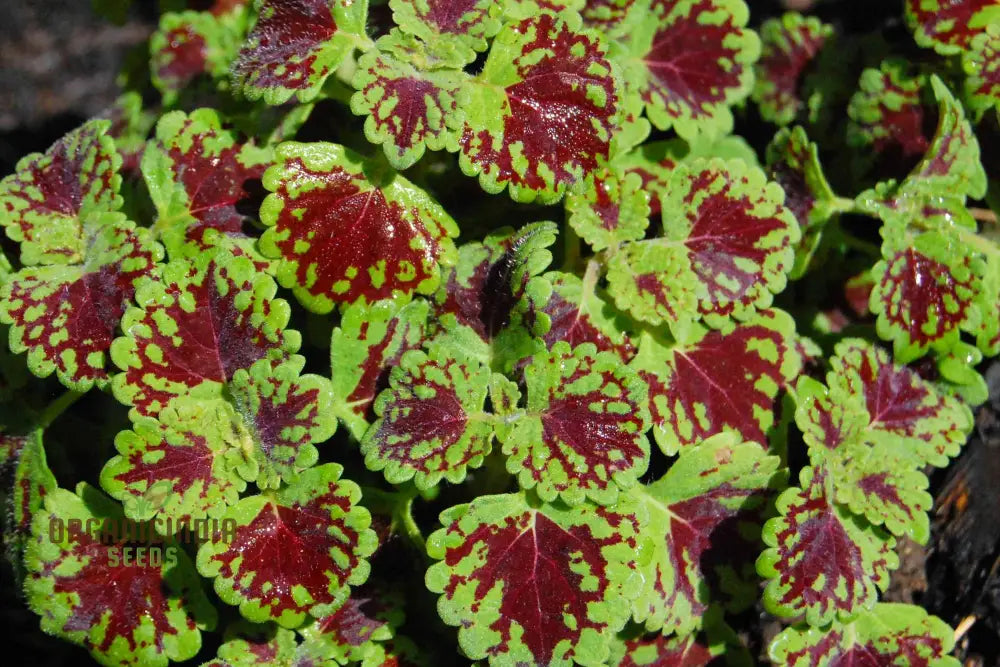 Dragon Coleus Plant Seeds Blue Vibrant Blue Foliage Easy To Grow Unique Leaf Patterns (100Pcs)