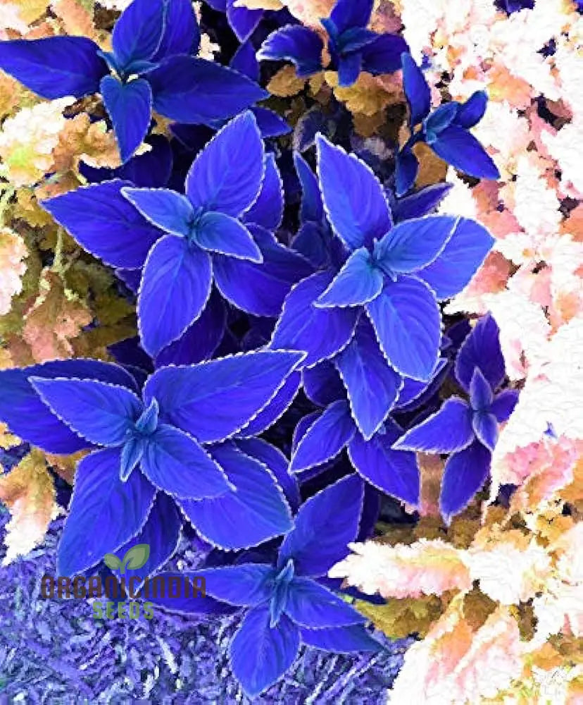 Dragon Coleus Plant Seeds Blue Vibrant Blue Foliage Easy To Grow Unique Leaf Patterns (100Pcs)