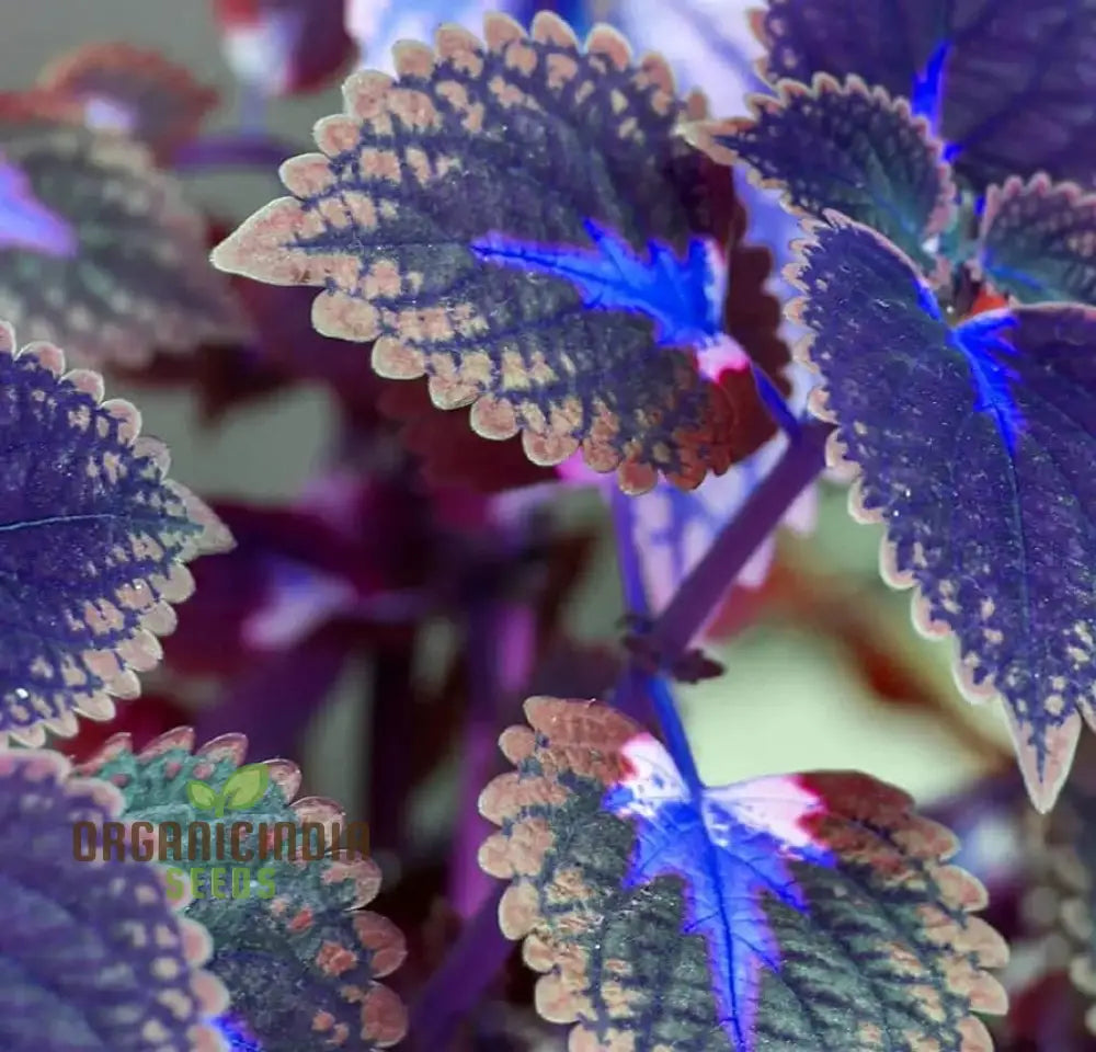 Dragon Coleus Plant Seeds Blue Vibrant Blue Foliage Easy To Grow Unique Leaf Patterns (100Pcs)