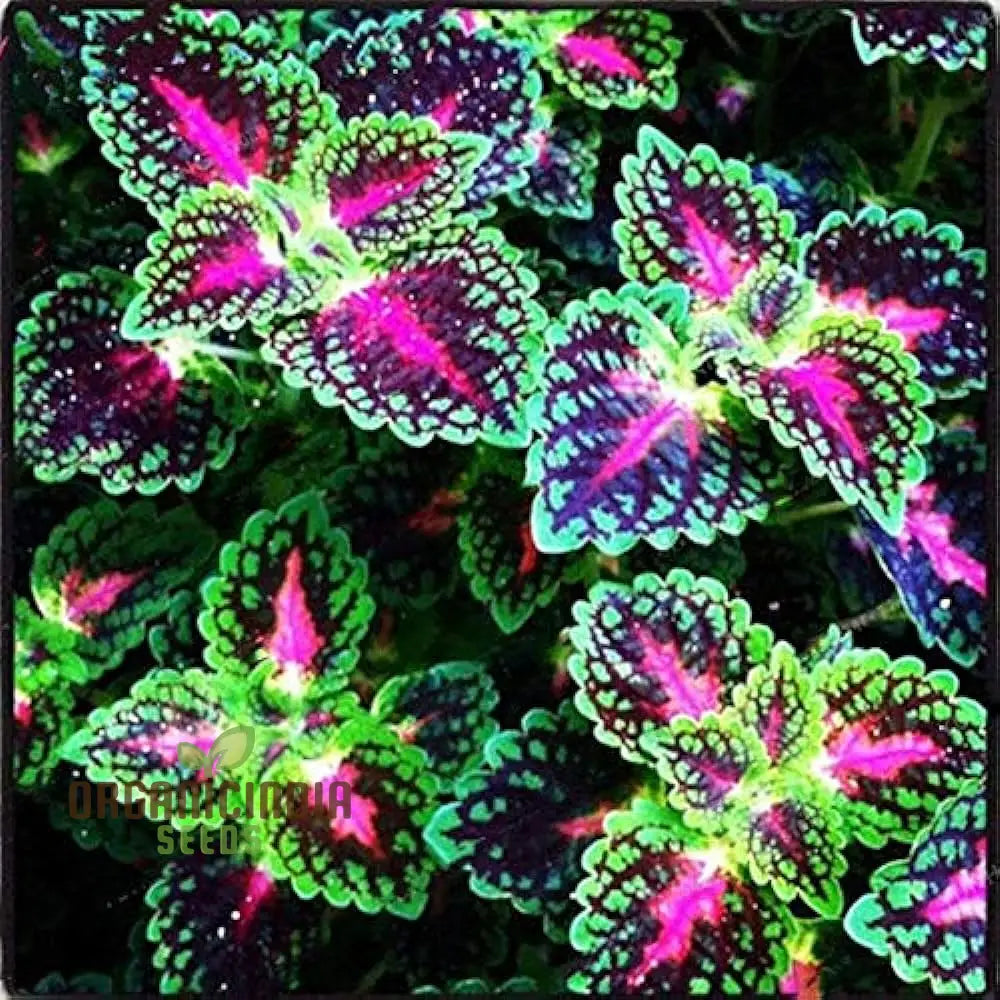 Dragon Coleus Plant Seeds Blue Vibrant Blue Foliage Easy To Grow Unique Leaf Patterns (100Pcs)