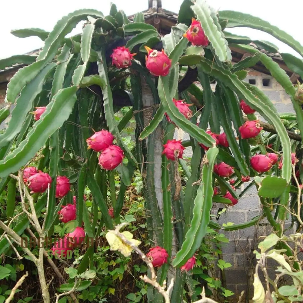 Dragon Fruit Red Seeds For Planting - Premium Quality Thriving Gardening | Buy Online