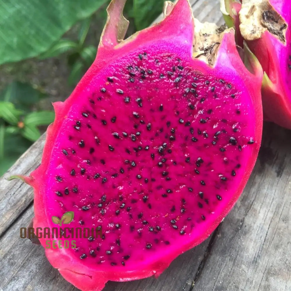 Dragon Fruit Red Seeds For Planting - Premium Quality Thriving Gardening | Buy Online