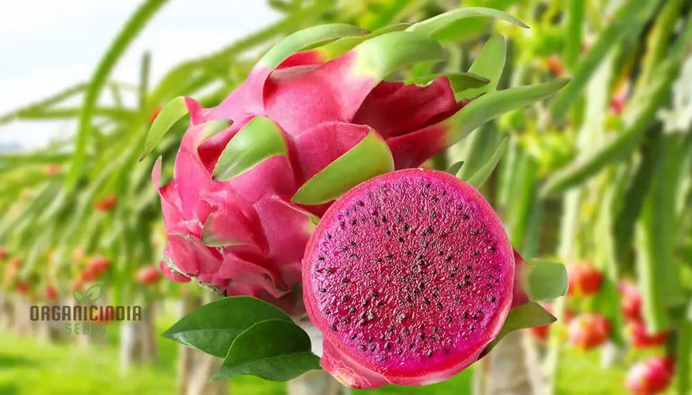 Dragon Fruit Red Seeds For Planting - Premium Quality Thriving Gardening | Buy Online