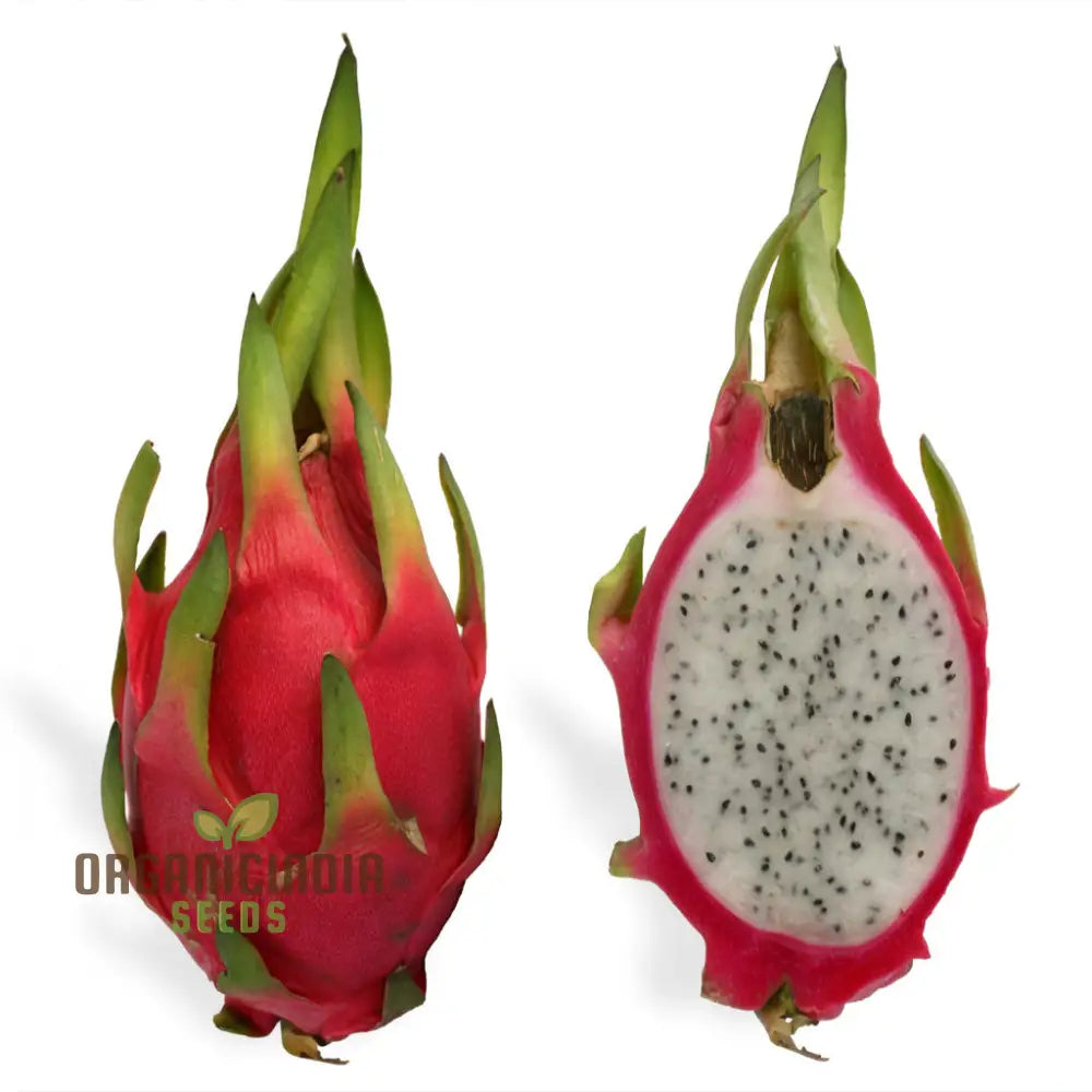 Dragon Fruit Seeds For Growing Cultivate Exotic Plants In Your Garden