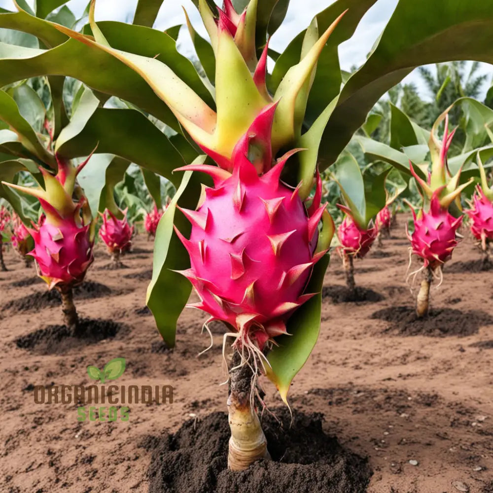 Dragon Fruit Seeds For Growing Cultivate Exotic Plants In Your Garden