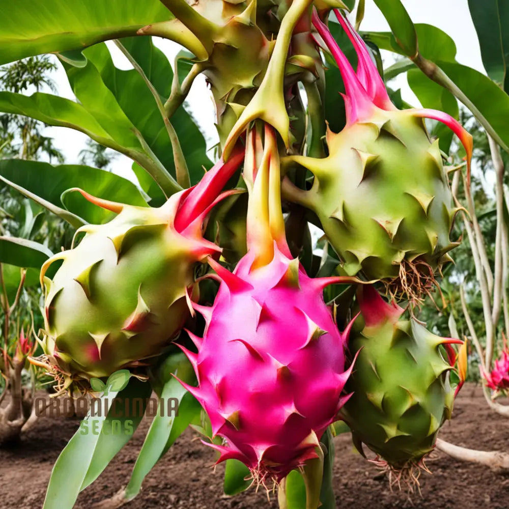 Dragon Fruit Seeds For Growing Cultivate Exotic Plants In Your Garden