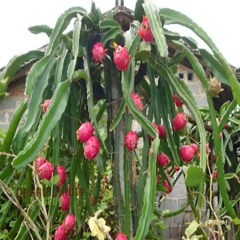 Dragon Fruit Seeds For Growing Cultivate Exotic Plants In Your Garden