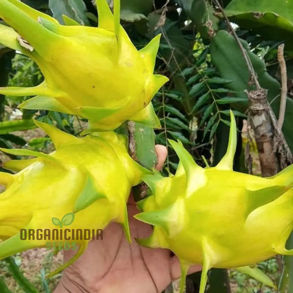 Dragon Fruit Yellow Seeds â€“ Premium Quality For Gardening Enthusiasts