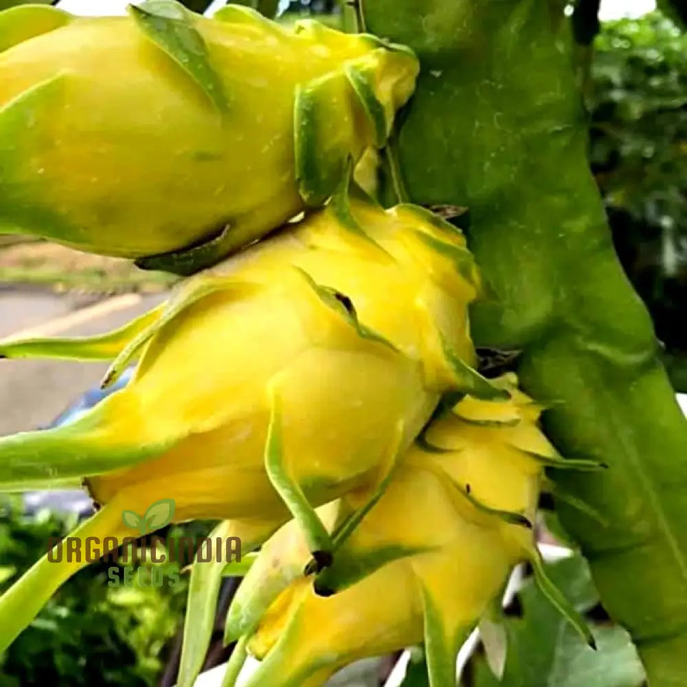 Dragon Fruit Yellow Seeds â€“ Premium Quality For Gardening Enthusiasts