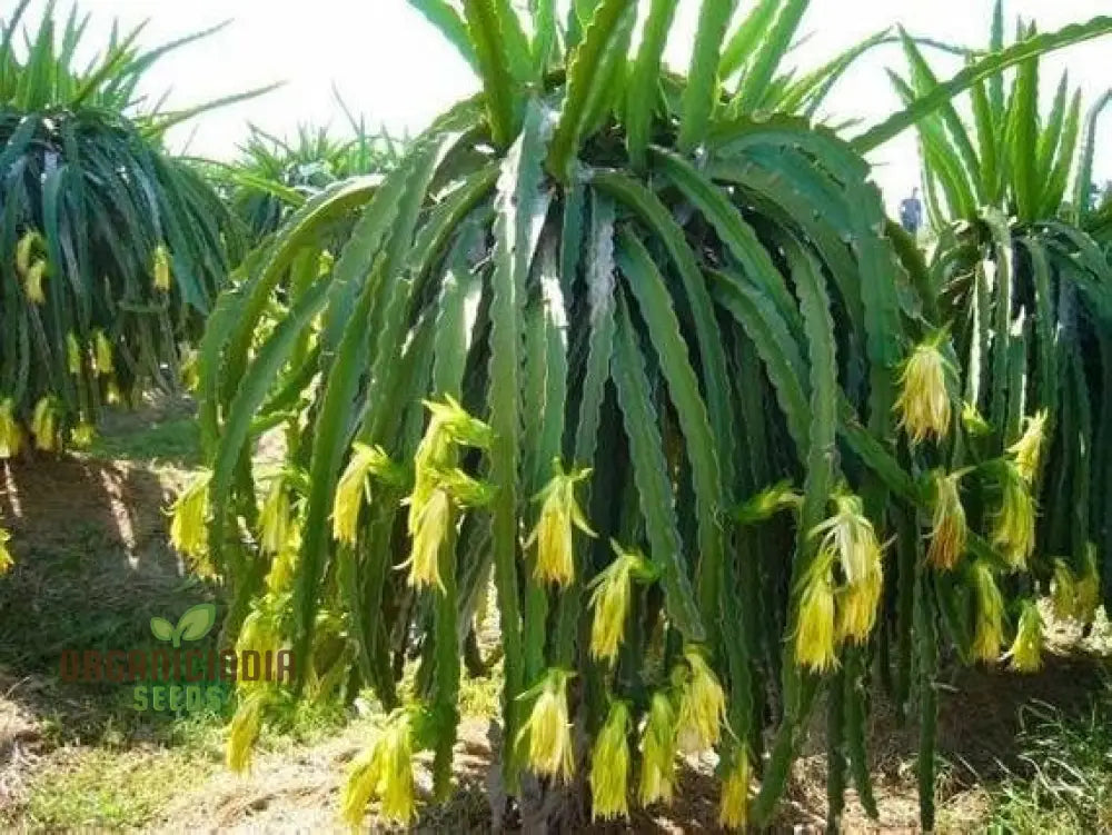 Dragon Fruit Yellow Seeds â€“ Premium Quality For Gardening Enthusiasts