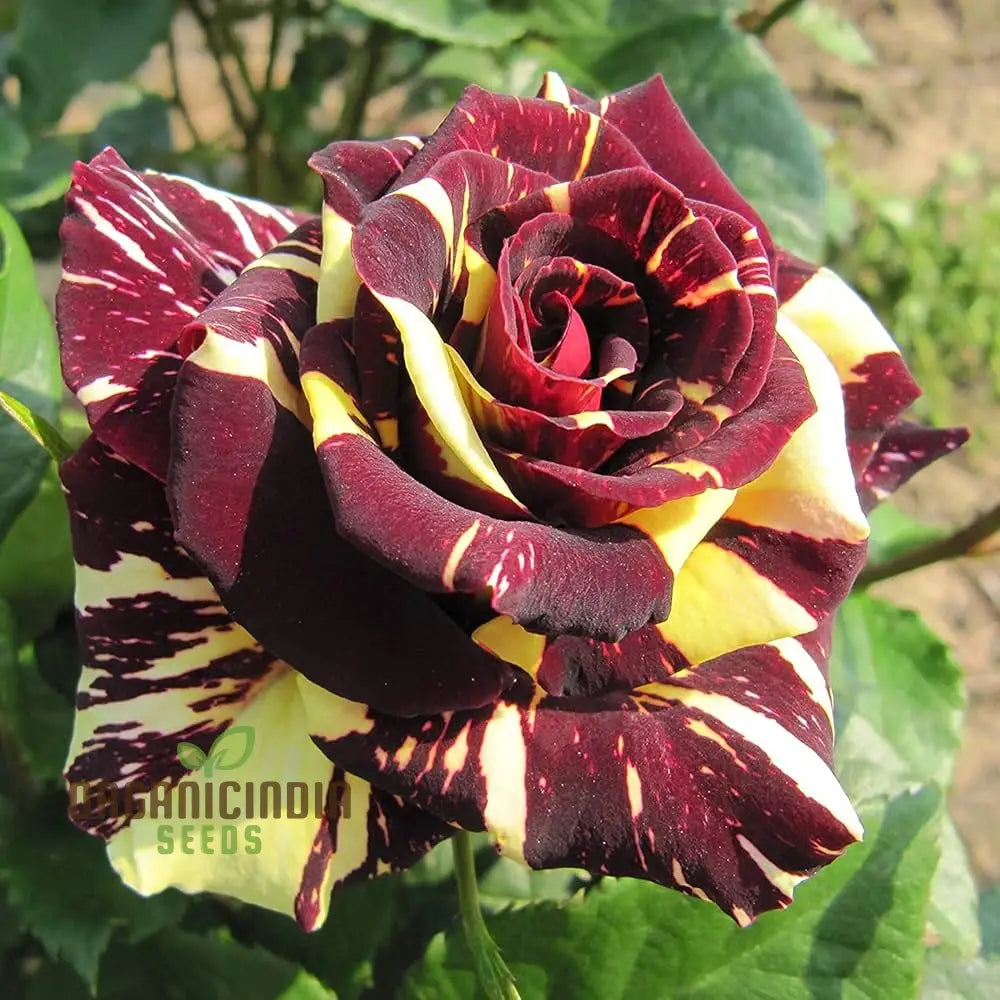 Dragon Rose Black Flower Seeds - Premium Non-Gmo For Home Gardening By E Garden | Perfect Planting