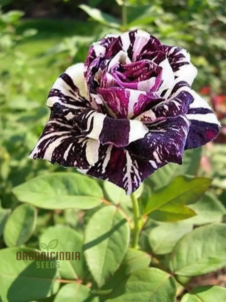 Dragon Rose Black Flower Seeds - Premium Non-Gmo For Home Gardening By E Garden | Perfect Planting