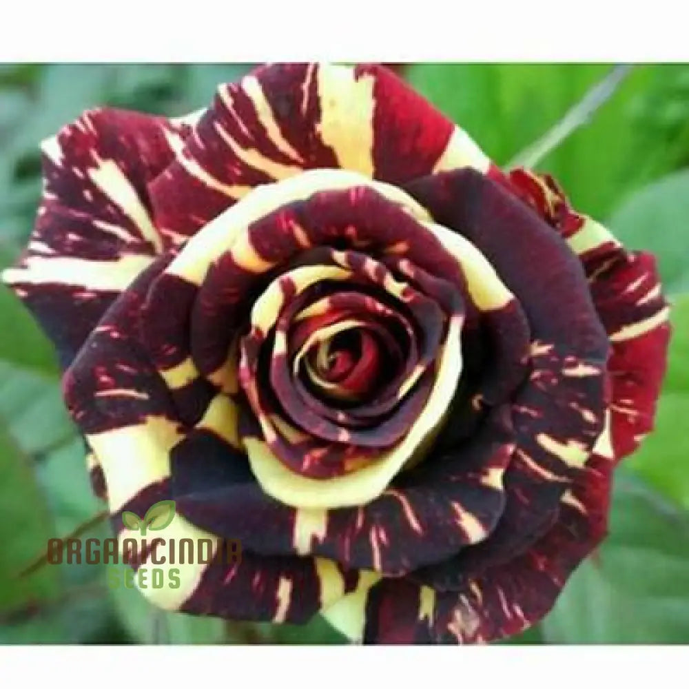 Dragon Rose Black Flower Seeds - Premium Non-Gmo For Home Gardening By E Garden | Perfect Planting