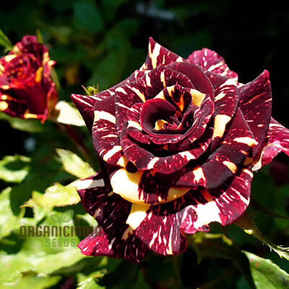 Dragon Rose Black Flower Seeds - Premium Non-Gmo For Home Gardening By E Garden | Perfect Planting