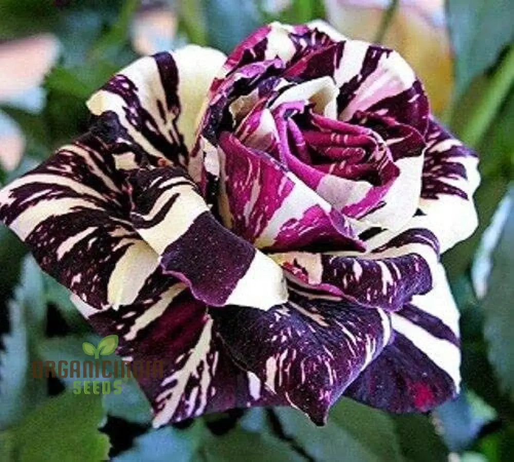 Dragon Rose Black Flower Seeds - Premium Non-Gmo For Home Gardening By E Garden | Perfect Planting