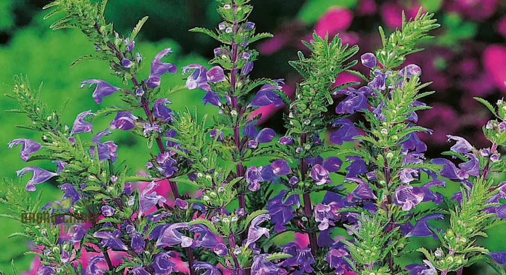 Dragonhead Seeds For Planting: Elevate Your Garden With Unique Blooms And Lush Foliage â€“ Perfect