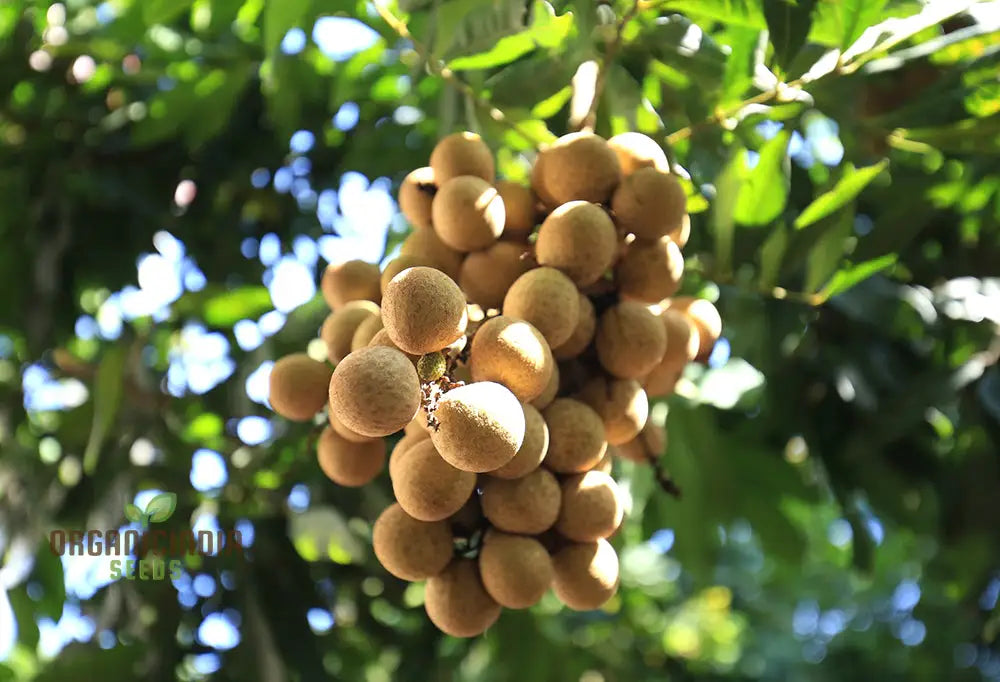 Dragon’s Eye Fruit Seeds For Planting Cultivate Your Own Exotic Trees