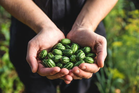 Cucamelon Fruit Seeds