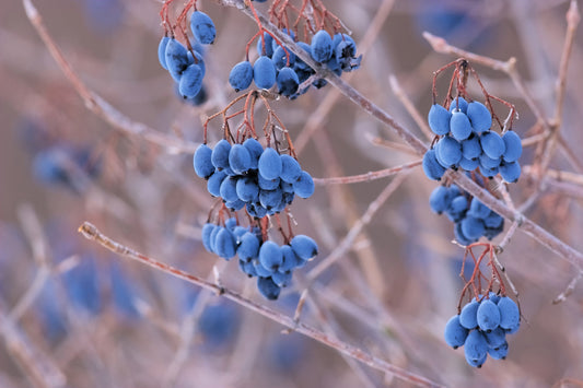 Nannyberry Sweet Viburnum Seeds