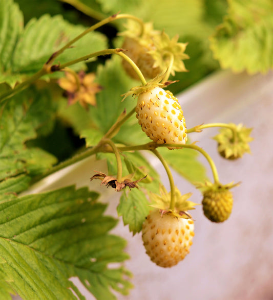 Yellow Wonder Strawberry Seeds