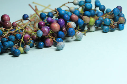 Variegated Porcelain Berry Vine Seeds