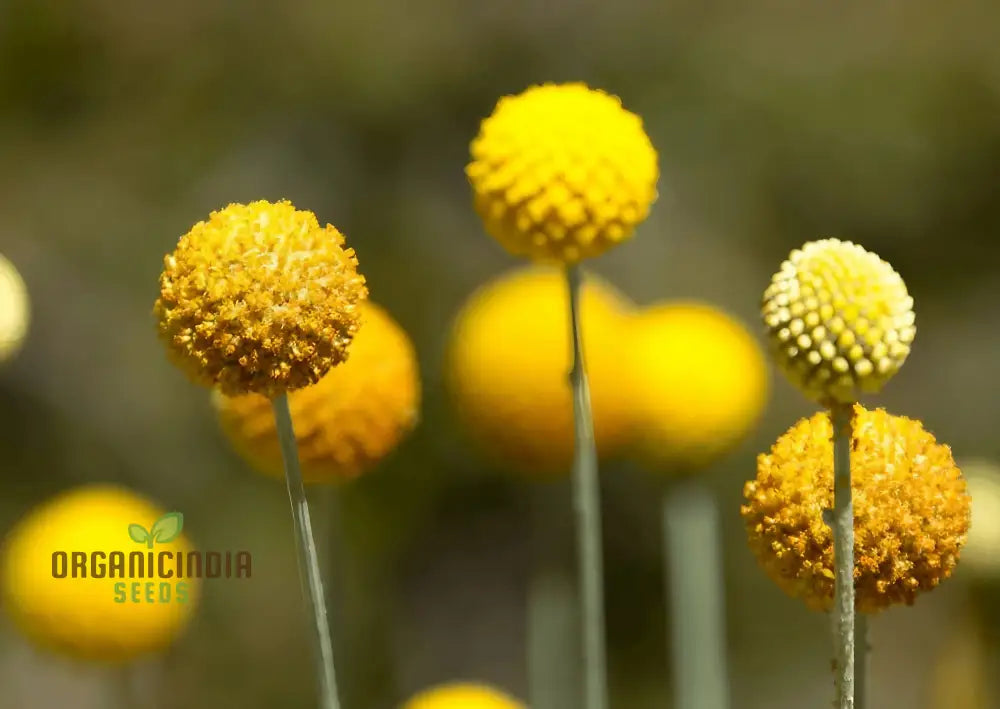 Drumstick Flower Seeds - Add Exotic Beauty To Your Garden With Flowers