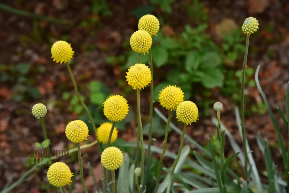 Drumstick Flower Seeds - Add Exotic Beauty To Your Garden With Flowers