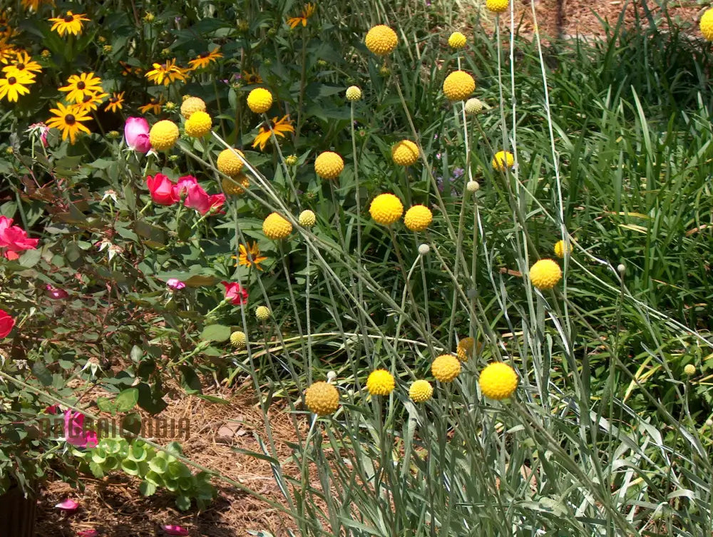 Drumstick Flower Seeds - Add Exotic Beauty To Your Garden With Flowers