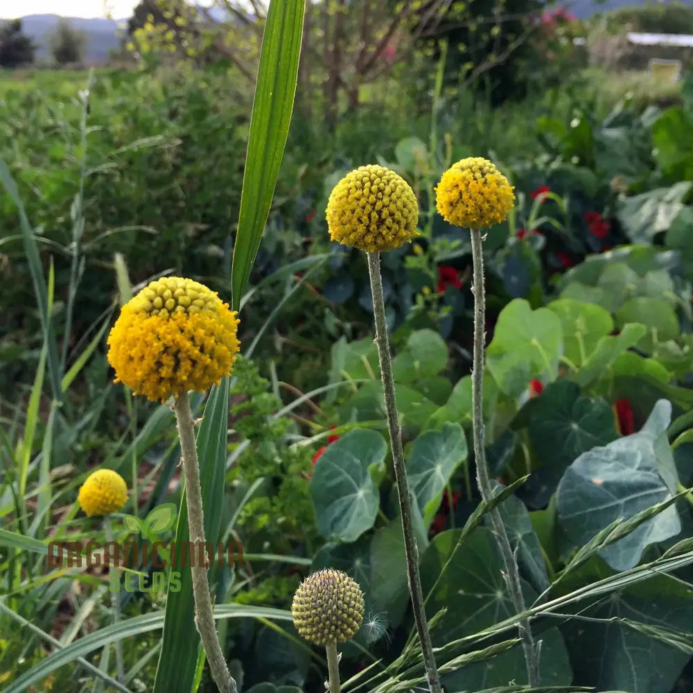 Drumstick Flower Seeds Cultivating Unique Beauty In Your Garden With Expert Planting And Gardening