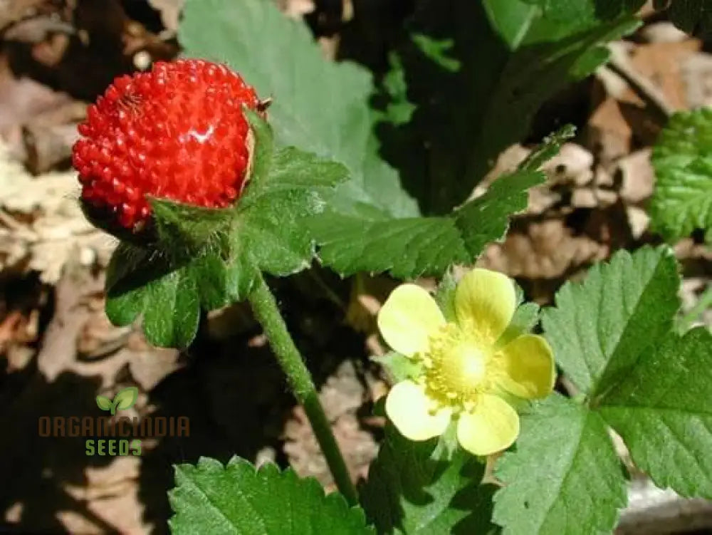 Duchesnea Harlequin Strawberry Fruit Seeds Growing Exquisite Fruits And For Your Gardening Planting