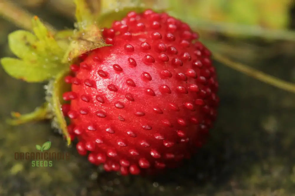 Duchesnea Harlequin Strawberry Fruit Seeds Growing Exquisite Fruits And For Your Gardening Planting