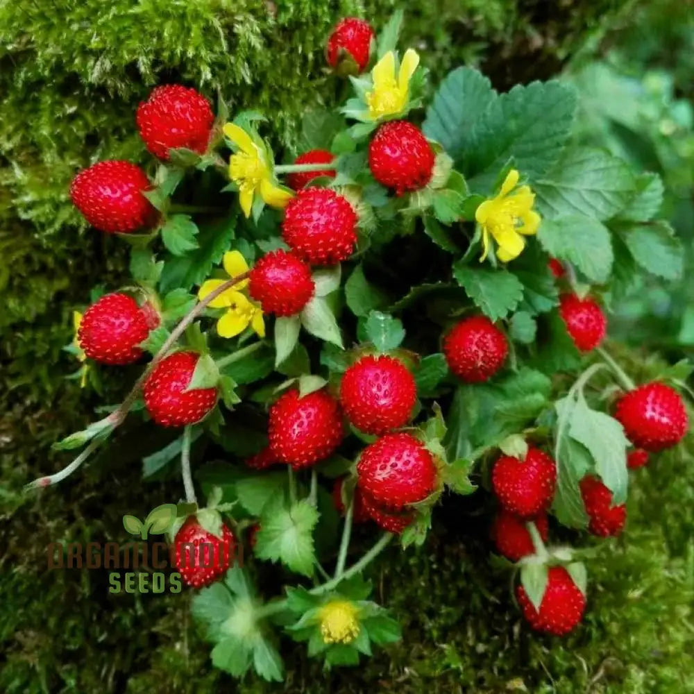 Duchesnea Harlequin Strawberry Fruit Seeds Growing Exquisite Fruits And For Your Gardening Planting