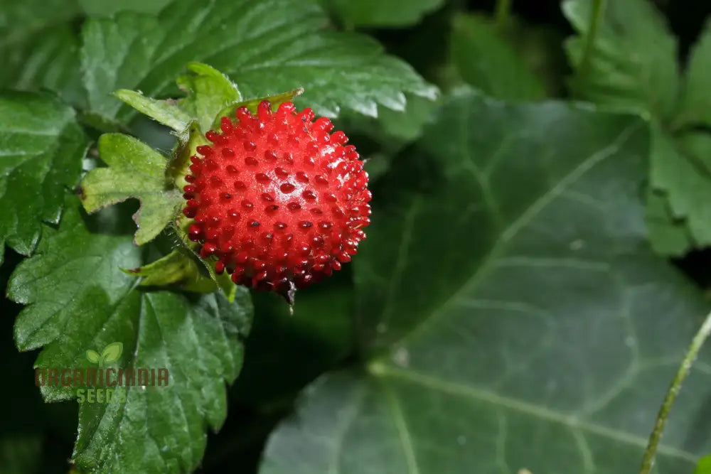 Duchesnea Harlequin Strawberry Fruit Seeds Growing Exquisite Fruits And For Your Gardening Planting