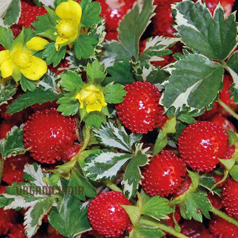 Duchesnea Harlequin Strawberry Fruit Seeds Growing Exquisite Fruits And For Your Gardening Planting