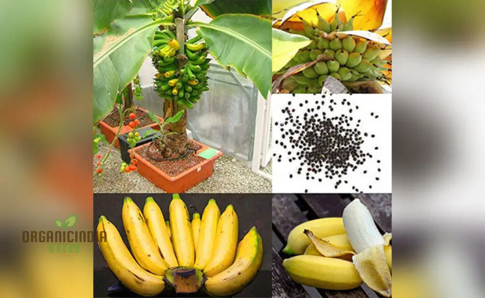 Dwarf Banana Tree Seeds For Lush Exotic Gardening - Ideal Indoor And Outdoor Spacesâ€™