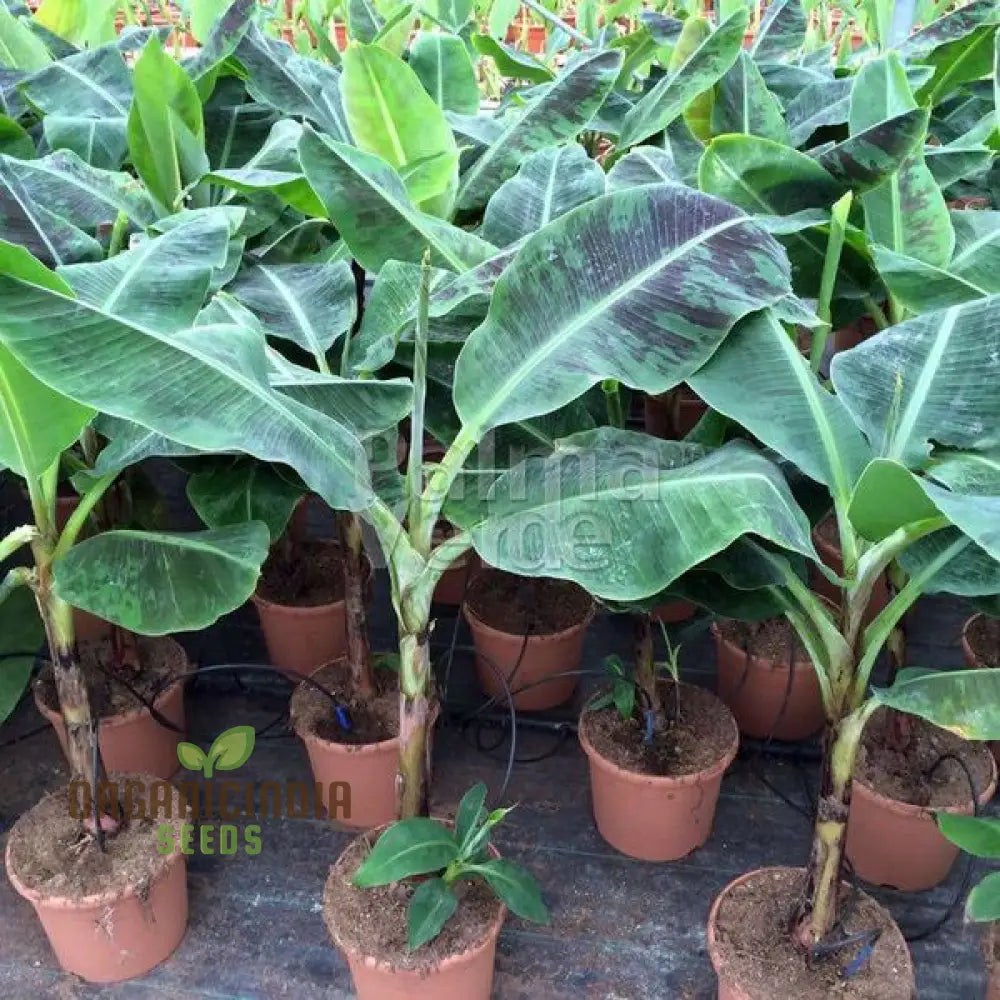 Dwarf Banana Tree Seeds For Lush Exotic Gardening - Ideal Indoor And Outdoor Spacesâ€™