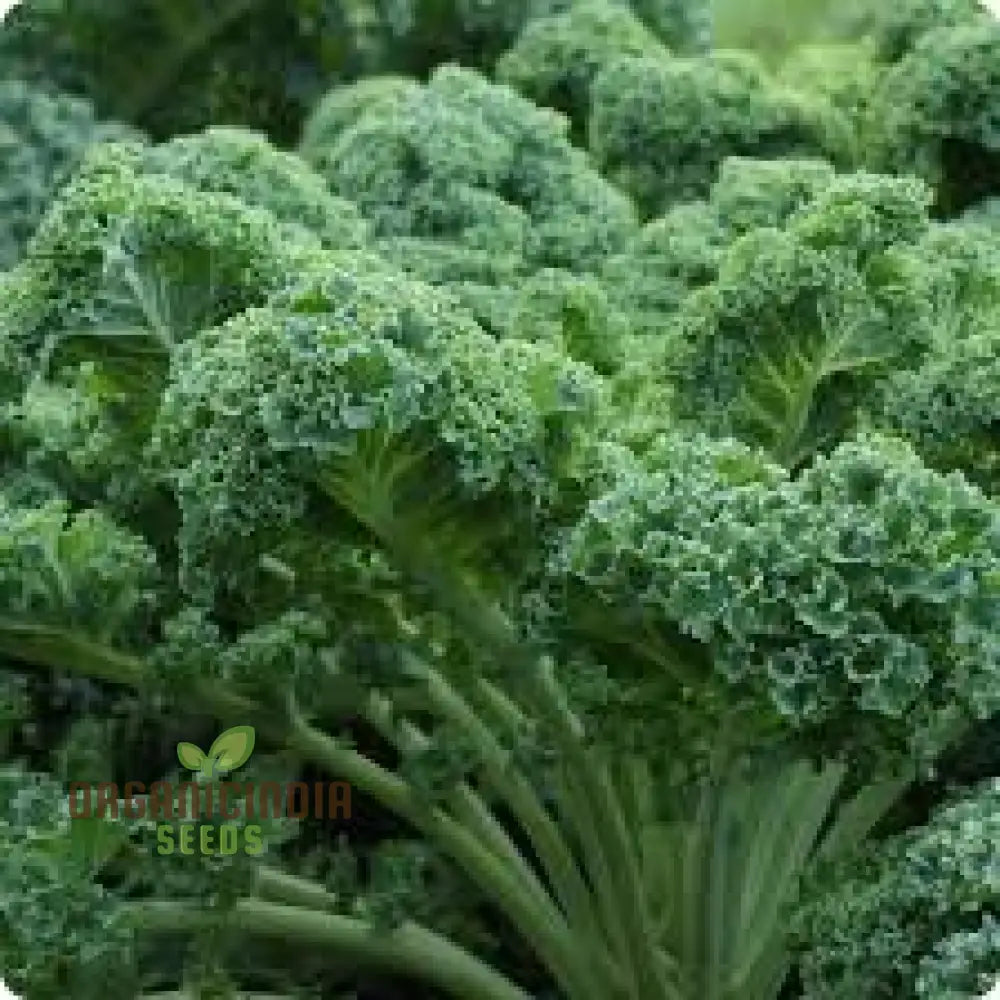 Dwarf Blue Curled Kale Seeds - Perfect For Home Gardens Packed With Flavor And Health Benefits