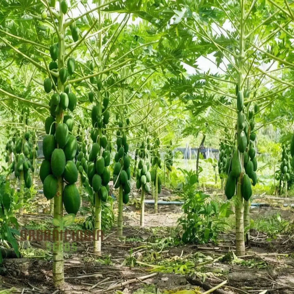 Dwarf Cylindrical Papaya ’Kaek Dahm’ Fruit Seeds For Planting Enhance Your Garden With Exotic