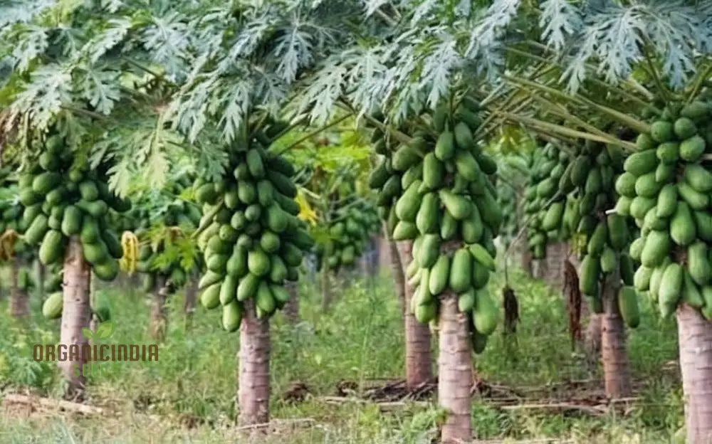 Dwarf Cylindrical Papaya ’Kaek Dahm’ Fruit Seeds For Planting Enhance Your Garden With Exotic