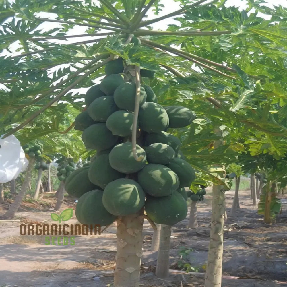 Dwarf Cylindrical Papaya ’Kaek Dahm’ Fruit Seeds For Planting Enhance Your Garden With Exotic