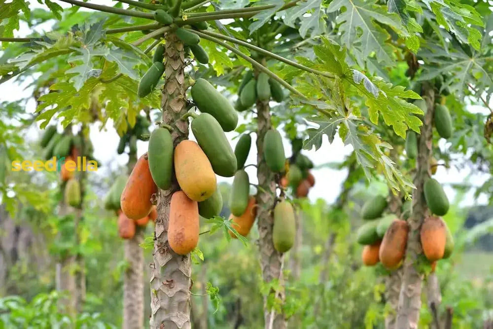 Dwarf Cylindrical Papaya Seeds For Easy Planting Fruit